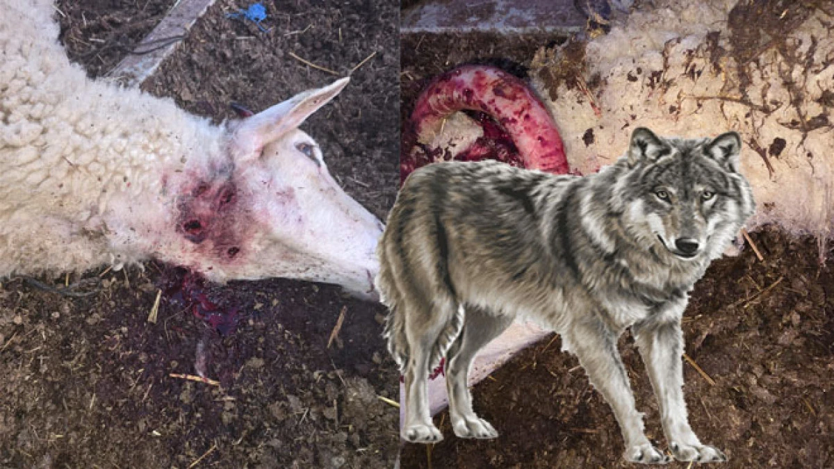 Anabağlar Mahallesi&rsquo;nde kurt saldırısı