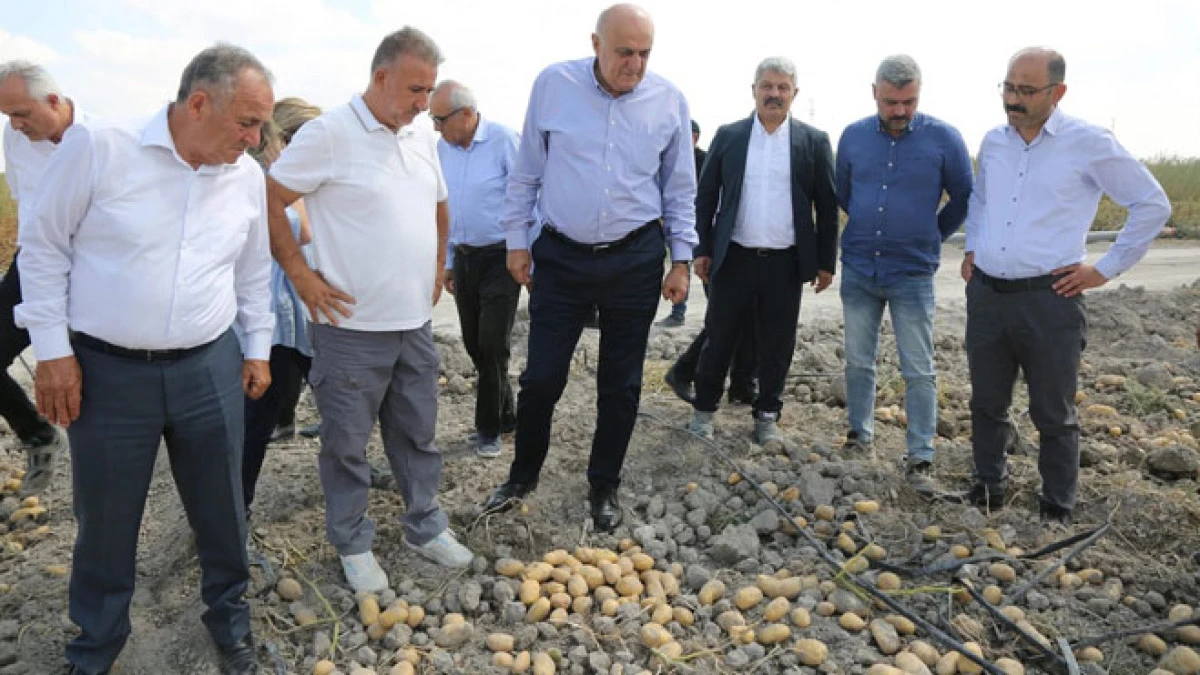 Dışa bağımlılığı bitirecek hamle: Patates artık yerli olacak