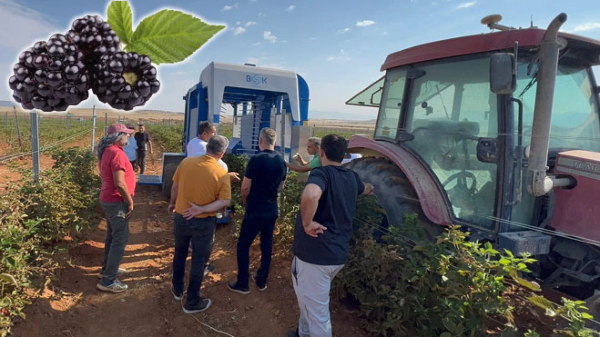 Dünyanın en büyük böğürtlen bahçesinde hasat başladı