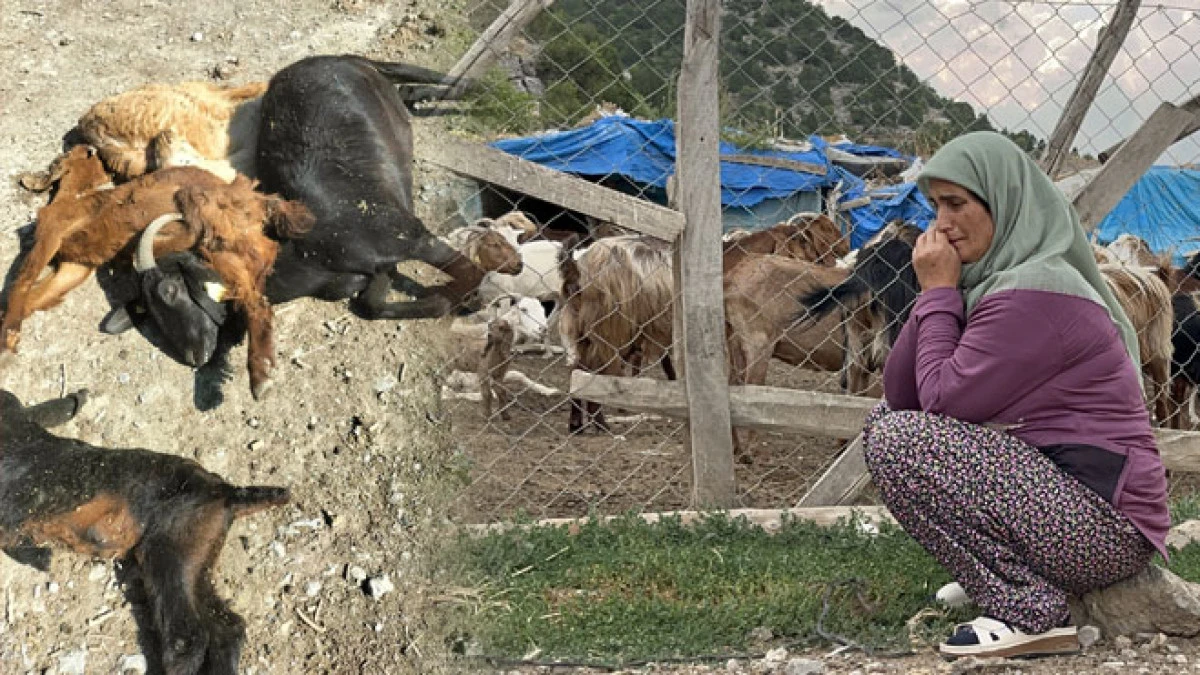 Seydişehir’de şap felaketi: 150 küçükbaş hayvan telef oldu