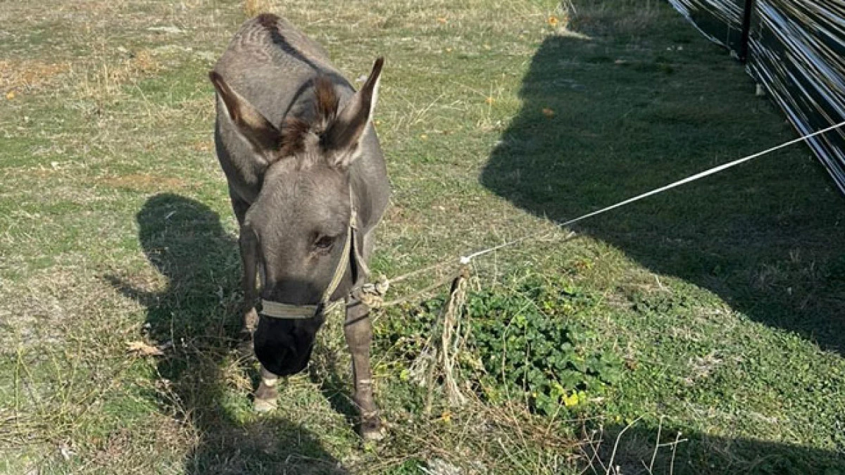 Yola çıkan sahipsiz eşek trafiği tehlikeye attı